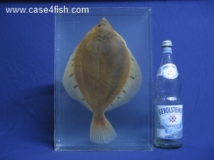 Foto Galerie/Pleuronectiformes/Pleuronectes platessa/Pleuronectes platessa_08_S.jpg